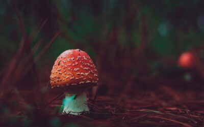 The World of Mushrooms: Nature’s Palette for Fashion Inspiration