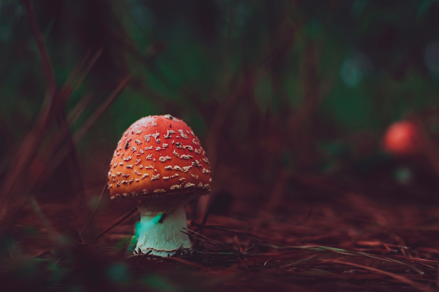 The iconic Amanita muscaria with its striking red and white appearance – a symbol of nature’s enchanting beauty. Photo courtesy: Unsplash.